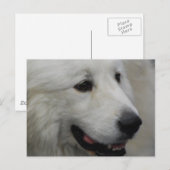 Carte postale I Love Great Pyrenees (Devant / Derrière)