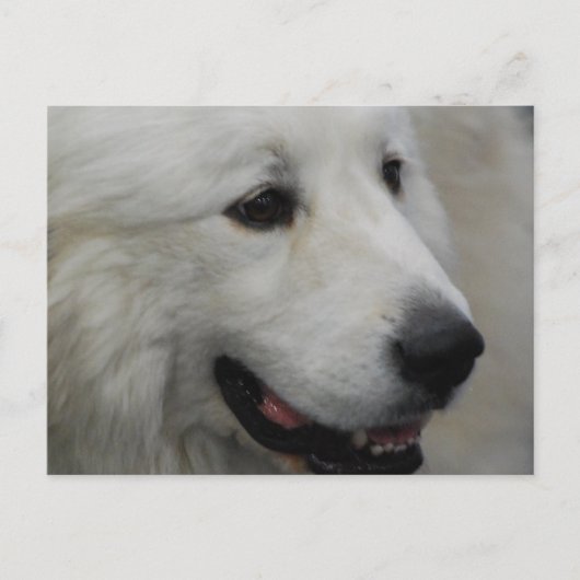 Carte postale I Love Great Pyrenees (Devant)