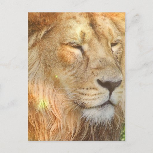 Carte postale I Love Lions (Devant)