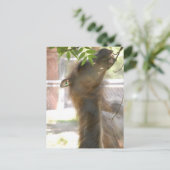 Carte Postale I Love Llamas (Debout devant)