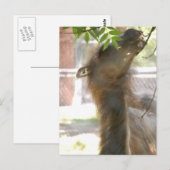 Carte Postale I Love Llamas (Devant / Derrière)