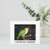 CARTE POSTALE I LOVE MY CAIQUE (Debout devant)