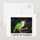 CARTE POSTALE I LOVE MY CAIQUE (Devant / Derrière)