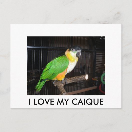CARTE POSTALE I LOVE MY CAIQUE (Devant)