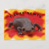 Carte postale I Love Newts (Devant)