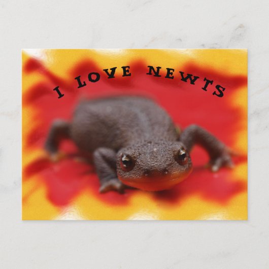 Carte postale I Love Newts (Devant)