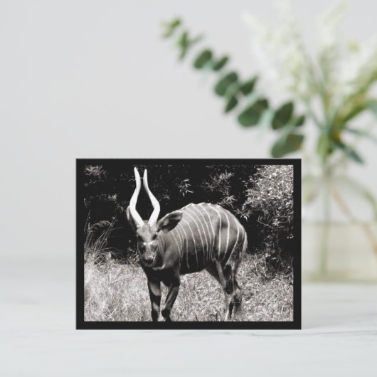 Carte Postale Ibex (Debout devant)