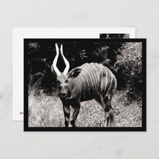 Carte Postale Ibex (Devant / Derrière)