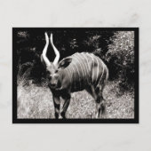 Carte Postale Ibex (Devant)