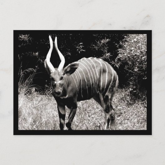 Carte Postale Ibex (Devant)