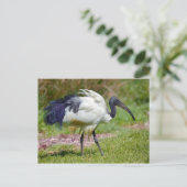 Carte Postale Ibis africain sacré sur l'herbe (Debout devant)