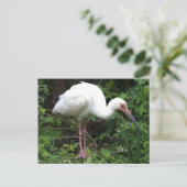 Carte postale Ibis Bird Photo (Debout devant)