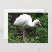 Carte postale Ibis Bird Photo (Devant / Derrière)
