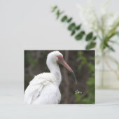 Carte postale Ibis Bird Photo (Debout devant)
