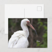Carte postale Ibis Bird Photo (Devant / Derrière)