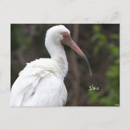 Carte postale Ibis Bird Photo (Devant)