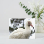 Carte postale Ibis Bird Photo (Debout devant)