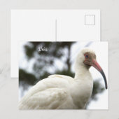 Carte postale Ibis Bird Photo (Devant / Derrière)