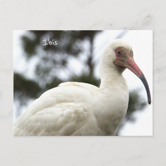 Carte postale Ibis Bird Photo (Devant)