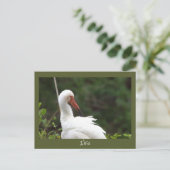 Carte postale Ibis Bird Photo (Debout devant)