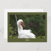 Carte postale Ibis Bird Photo (Devant / Derrière)