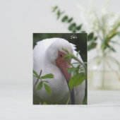 Carte postale Ibis Bird Photo (Debout devant)