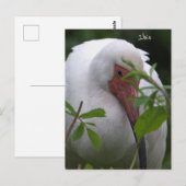Carte postale Ibis Bird Photo (Devant / Derrière)