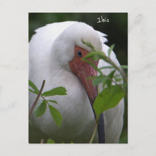 Carte postale Ibis Bird Photo (Devant)