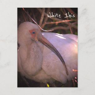 Carte postale Ibis blanc