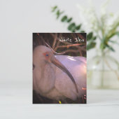 Carte postale Ibis blanc (Debout devant)