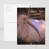 Carte postale Ibis blanc (Devant / Derrière)