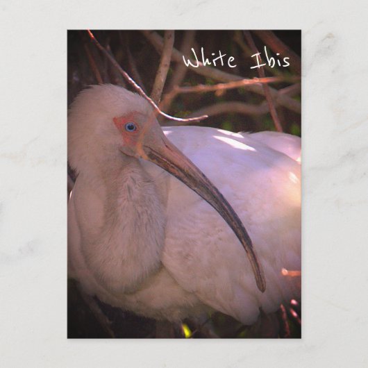 Carte postale Ibis blanc (Devant)
