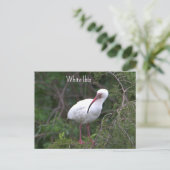 Carte postale Ibis blanc (Debout devant)