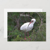 Carte postale Ibis blanc (Devant / Derrière)