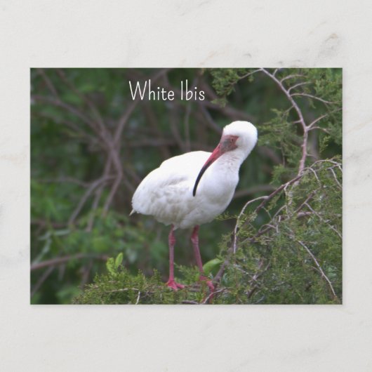 Carte postale Ibis blanc (Devant)