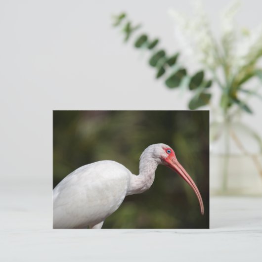 Carte Postale Ibis blanc (Debout devant)