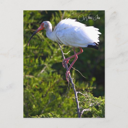 Carte postale Ibis blanc (Devant)