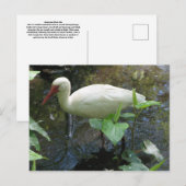 Carte Postale Ibis blanc américain (Devant / Derrière)
