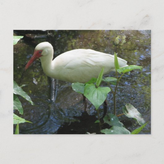 Carte Postale Ibis blanc américain (Devant)