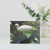 Carte Postale Ibis blanc américain (Debout devant)