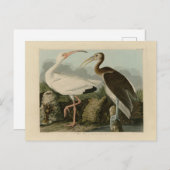 Carte Postale Ibis blanc - Les oiseaux d'Amérique de John James (Devant / Derrière)