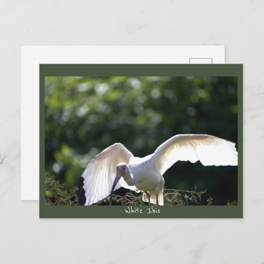 Carte postale Ibis blanche (Devant / Derrière)