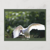 Carte postale Ibis blanche (Devant)