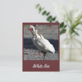 Carte postale Ibis blanche (Debout devant)