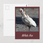 Carte postale Ibis blanche (Devant / Derrière)