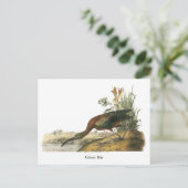 Carte Postale Ibis brillant, John Audubon (Debout devant)