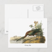Carte Postale Ibis brillant, John Audubon (Devant / Derrière)