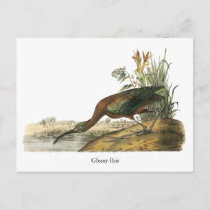 Carte Postale Ibis brillant, John Audubon