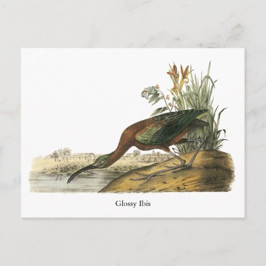 Carte Postale Ibis brillant, John Audubon (Devant)