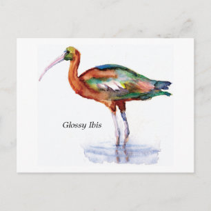 Carte postale Ibis brillante